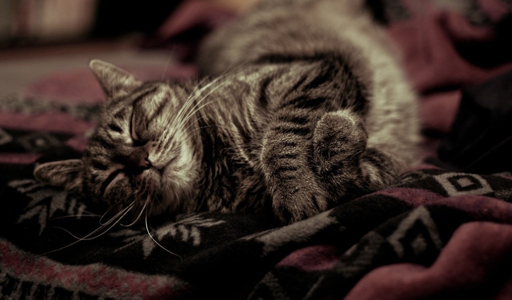 Обои фон, кот, усы, кошка, спит, уют, покрывало, background, cat, mustache, sleeping, comfort, blanket разрешение 1920x1280 Загрузить
