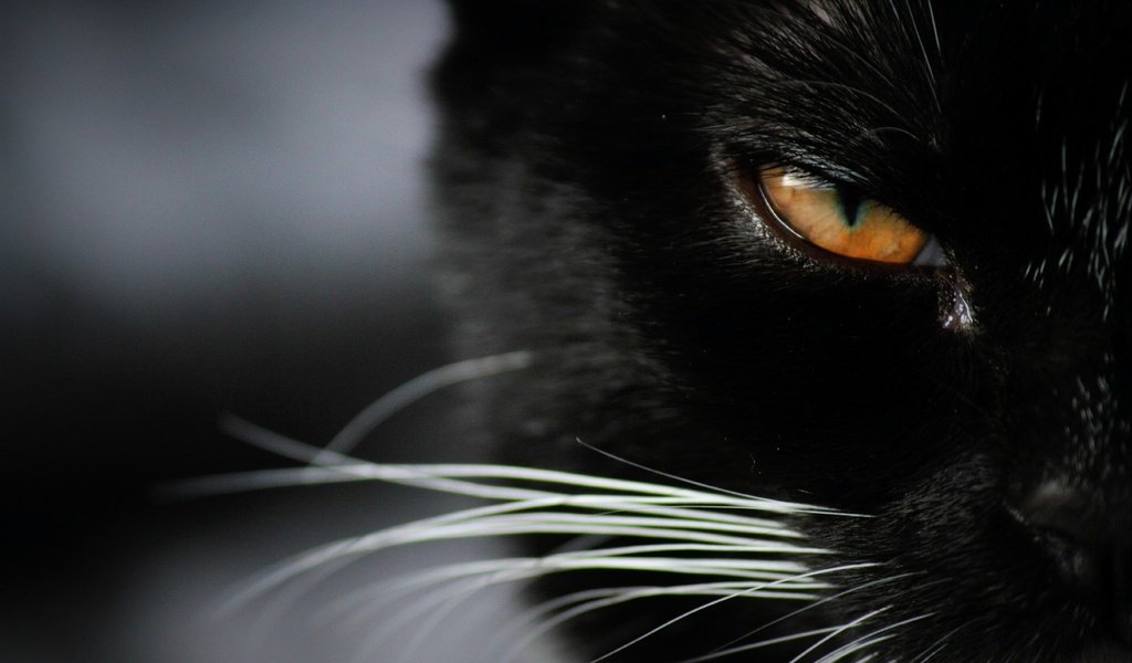 Обои глаза, фон, кот, мордочка, усы, кошка, взгляд, eyes, background, cat, muzzle, mustache, look разрешение 2048x1365 Загрузить