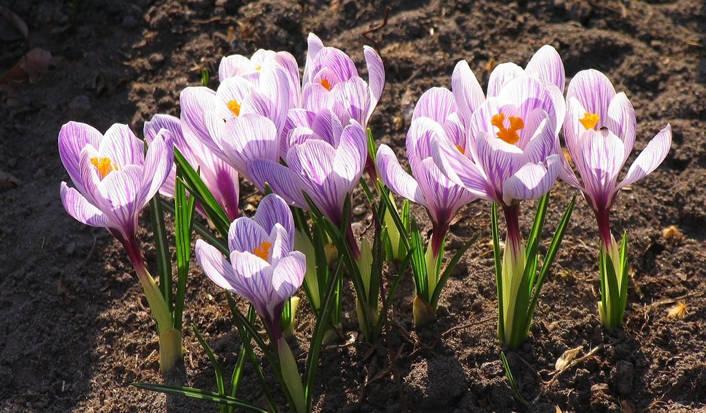 Обои цветы, цветение, листья, лепестки, весна, крокусы, flowers, flowering, leaves, petals, spring, crocuses разрешение 2000x1500 Загрузить