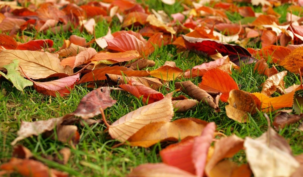 Обои трава, природа, листья, листва, осень, grass, nature, leaves, foliage, autumn разрешение 1920x1440 Загрузить