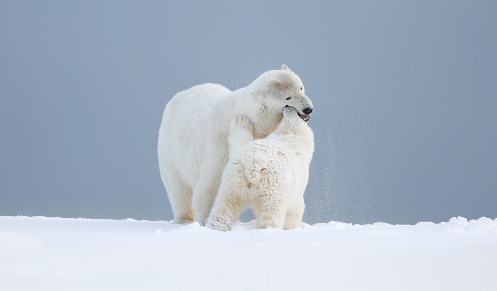 Обои медвежонок, небо, арктика, снег, медведица, природа, любовь, игра, медведи, белый медведь, детеныш, bear, the sky, arctic, snow, nature, love, the game, bears, polar bear, cub разрешение 3000x1687 Загрузить