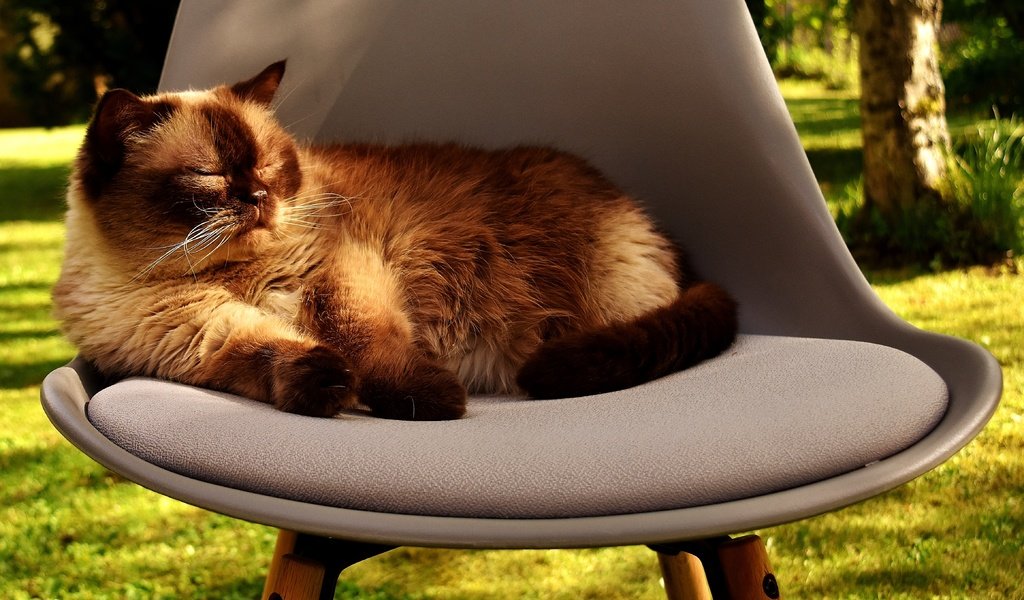 Обои кот, мордочка, усы, кошка, стул, британская короткошерстная, британская короткошерстная кошка, cat, muzzle, mustache, chair, british shorthair разрешение 4640x2778 Загрузить