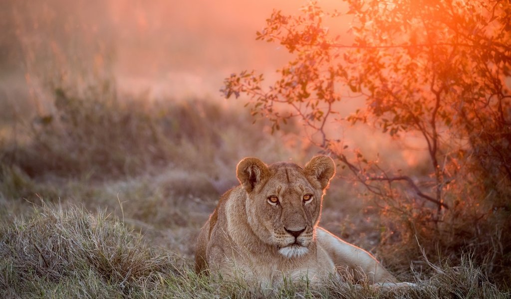 Обои морда, закат, взгляд, большая кошка, лев, львица, face, sunset, look, big cat, leo, lioness разрешение 2500x1667 Загрузить