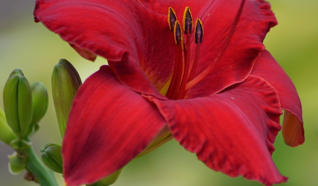 Обои бутоны, макро, цветок, лепестки, лилия, buds, macro, flower, petals, lily разрешение 3201x2868 Загрузить