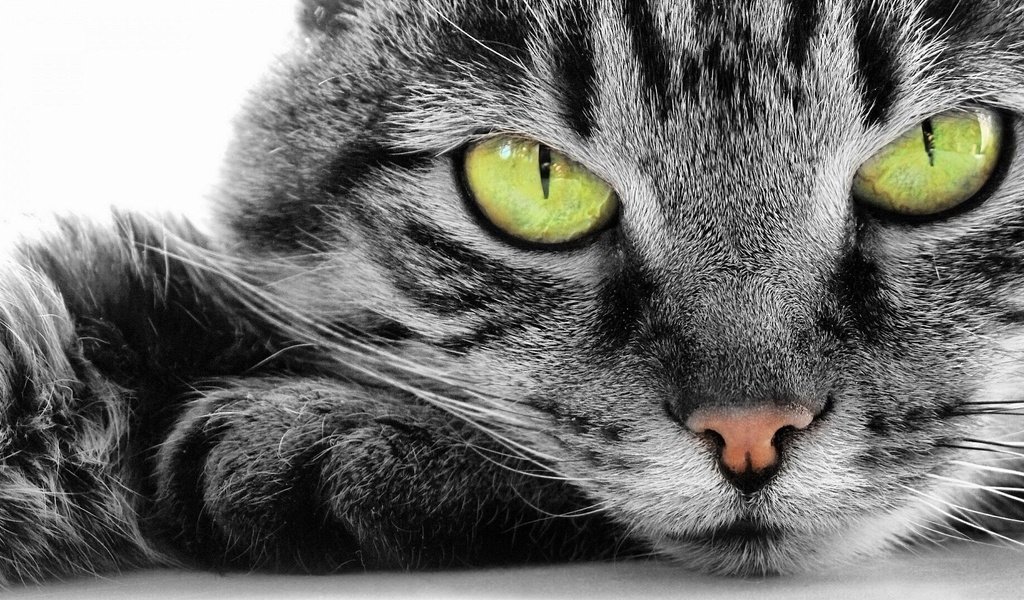 Обои кот, мордочка, усы, кошка, взгляд, зеленые глаза, cat, muzzle, mustache, look, green eyes разрешение 1920x1080 Загрузить