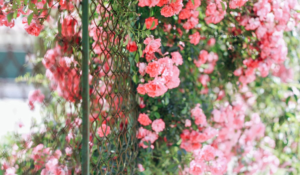 Обои цветы, розы, забор, сад, сетка, куст, jane ha, flowers, roses, the fence, garden, mesh, bush разрешение 2560x1600 Загрузить