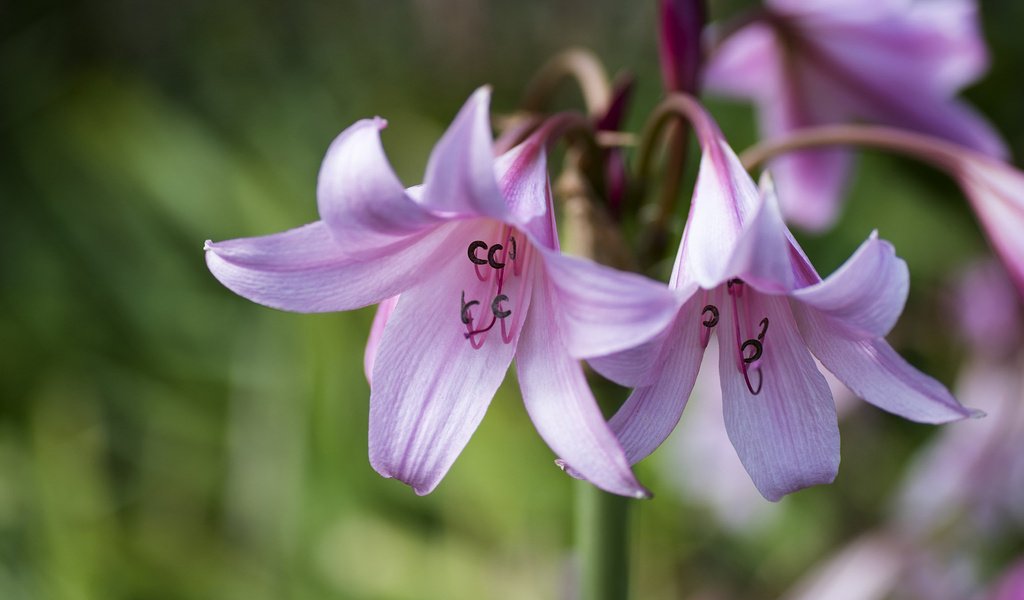 Обои цветы, макро, лепестки, лилии, flowers, macro, petals, lily разрешение 1920x1200 Загрузить