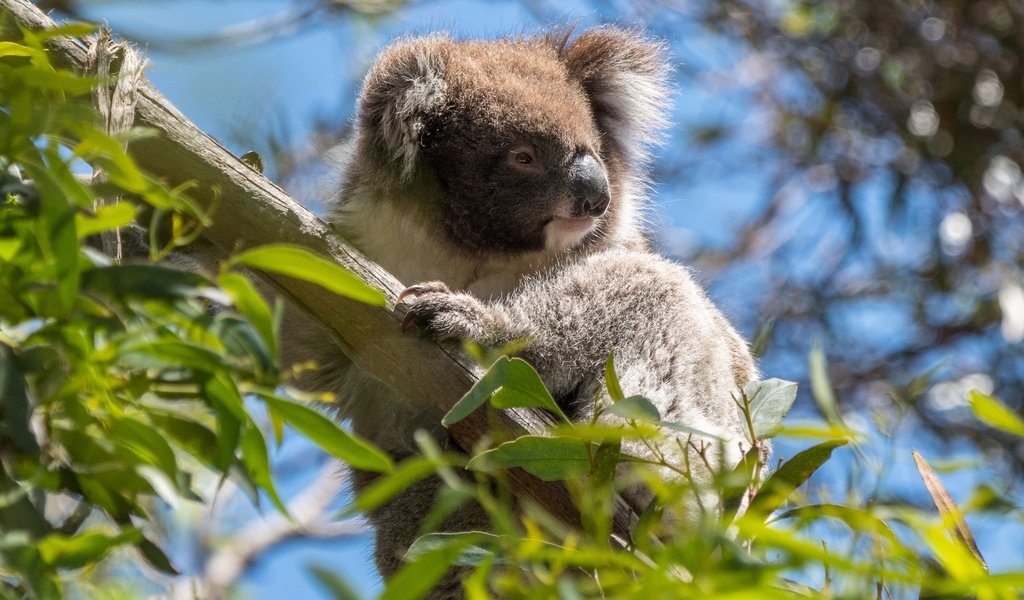 Обои дерево, листья, ветки, австралия, коала, сумчатые, эвкалипт, tree, leaves, branches, australia, koala, marsupials, eucalyptus разрешение 3552x1998 Загрузить