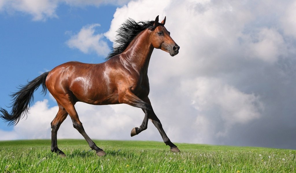 Обои небо, лошадь, трава, облака, конь, грива, хвост, the sky, horse, grass, clouds, mane, tail разрешение 1920x1080 Загрузить