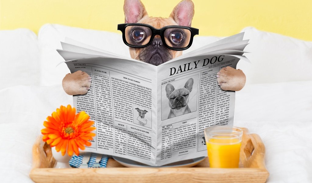 Обои очки, собака, юмор, газета, стакан, мопс, сок, glasses, dog, humor, newspaper, glass, pug, juice разрешение 3840x2560 Загрузить