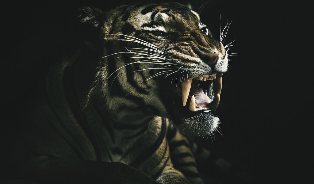 Обои тигр, дикая кошка, морда, фон, взгляд, клыки, хищник, черный фон, зверь, tiger, wild cat, face, background, look, fangs, predator, black background, beast разрешение 2048x1395 Загрузить