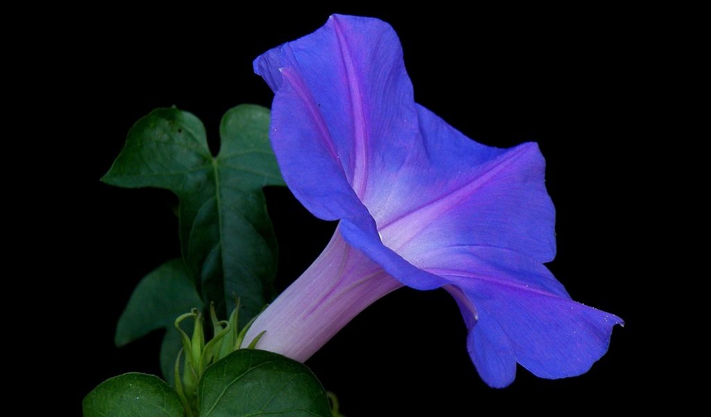 Обои природа, листья, фон, цветок, лепестки, черный фон, вьюнок, nature, leaves, background, flower, petals, black background, bindweed разрешение 2650x1650 Загрузить