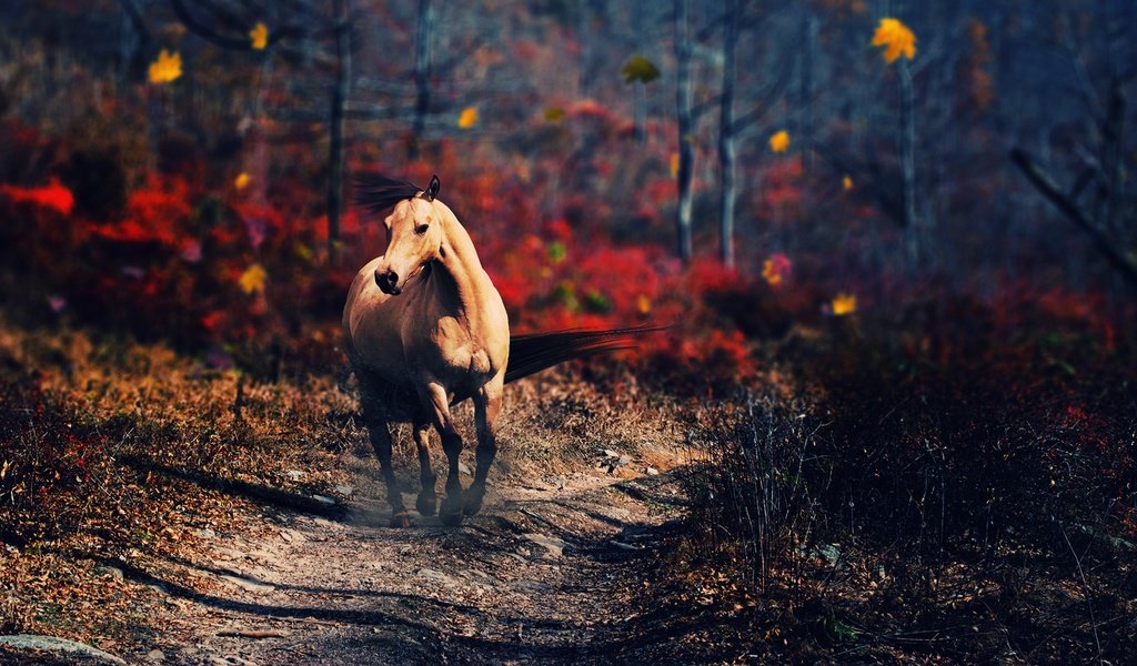 Обои лошадь, деревья, природа, осень, конь, horse, trees, nature, autumn разрешение 2560x1440 Загрузить