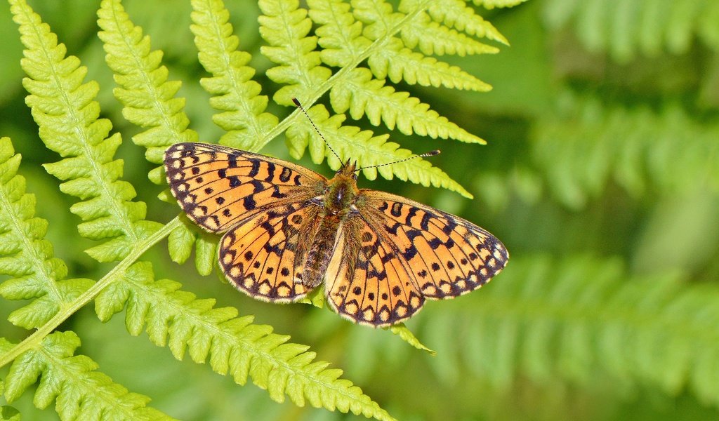 Обои насекомое, бабочка, крылья, папоротник, боке, шашечница, insect, butterfly, wings, fern, bokeh, the metalmark разрешение 2048x1365 Загрузить