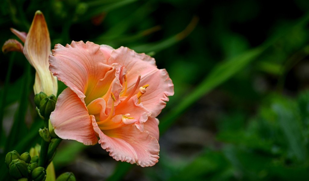 Обои цветок, лепестки, боке, лилейник, flower, petals, bokeh, daylilies разрешение 4000x2465 Загрузить