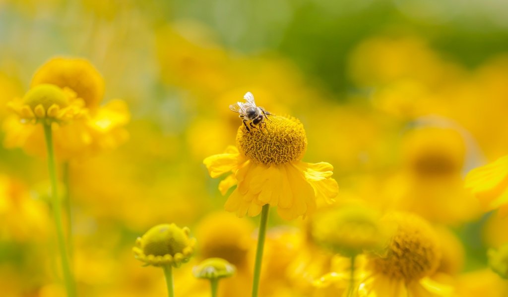 Обои цветы, насекомое, лето, размытость, пчела, желтые, flowers, insect, summer, blur, bee, yellow разрешение 2400x1350 Загрузить