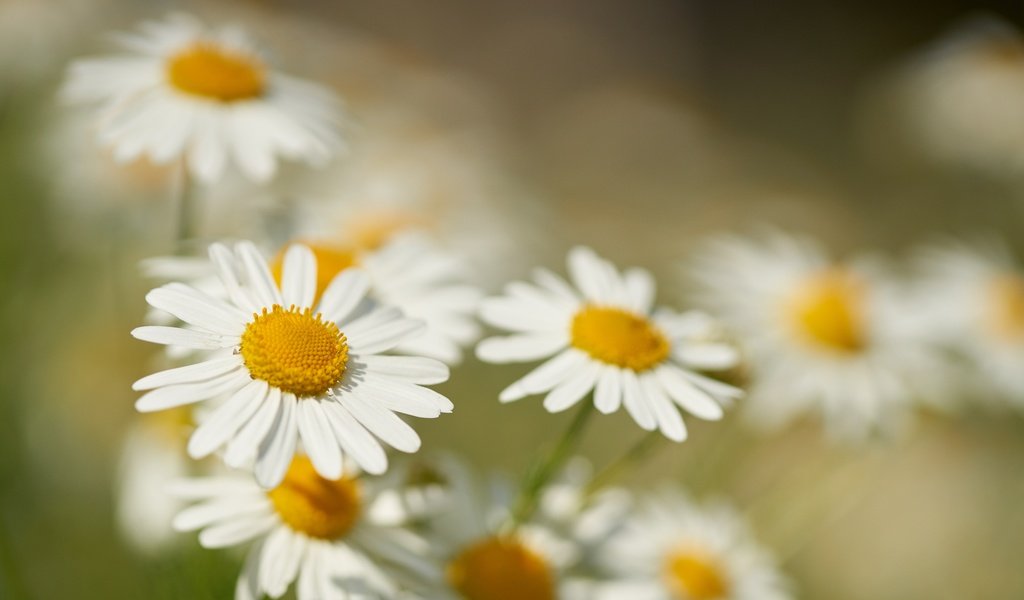 Обои цветы, макро, лепестки, размытость, ромашки, боке, flowers, macro, petals, blur, chamomile, bokeh разрешение 7631x5090 Загрузить