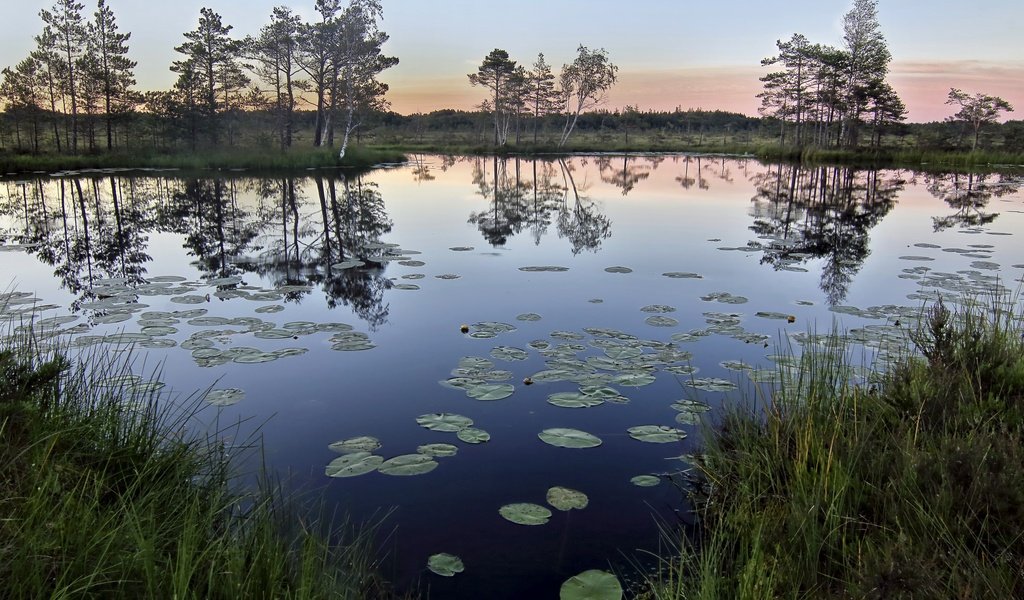 Обои трава, деревья, озеро, природа, отражение, утро, горизонт, grass, trees, lake, nature, reflection, morning, horizon разрешение 2560x1694 Загрузить