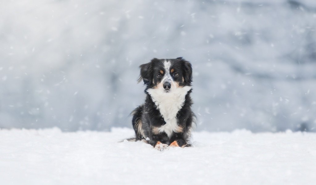 Обои снег, зима, собака, австралийская овчарка, snow, winter, dog, australian shepherd разрешение 1920x1200 Загрузить