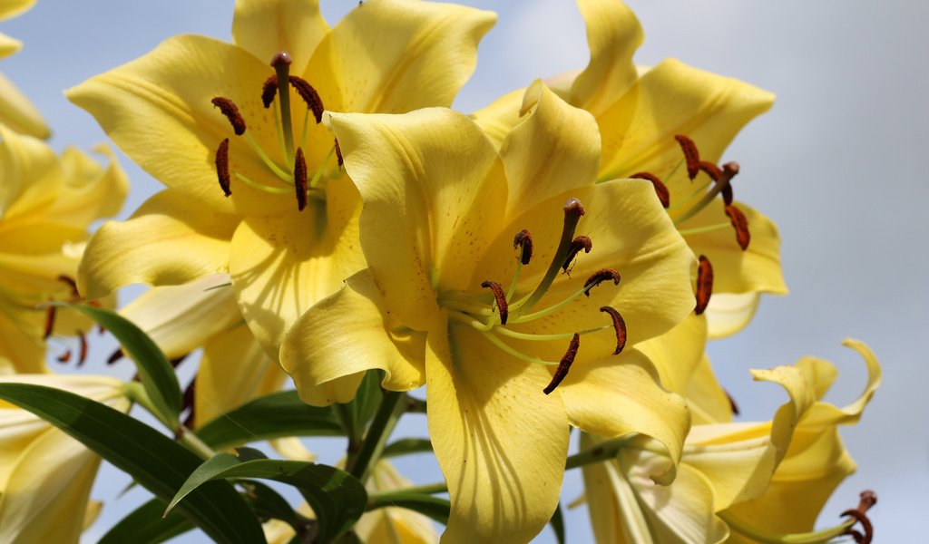 Обои цветы, лепестки, лилии, желтые, flowers, petals, lily, yellow разрешение 3840x2400 Загрузить