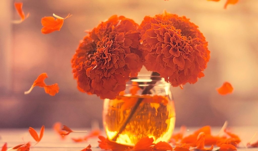 Обои цветы, лепестки, ваза, бархатцы, flowers, petals, vase, marigolds разрешение 1920x1200 Загрузить