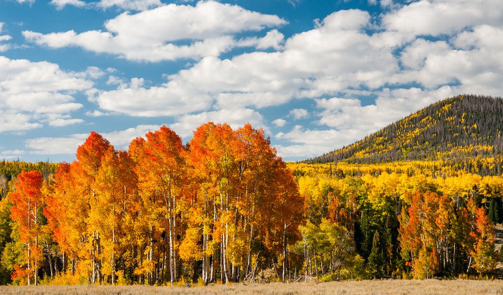 Обои деревья, лес, листья, осень, холм, trees, forest, leaves, autumn, hill разрешение 1920x1200 Загрузить