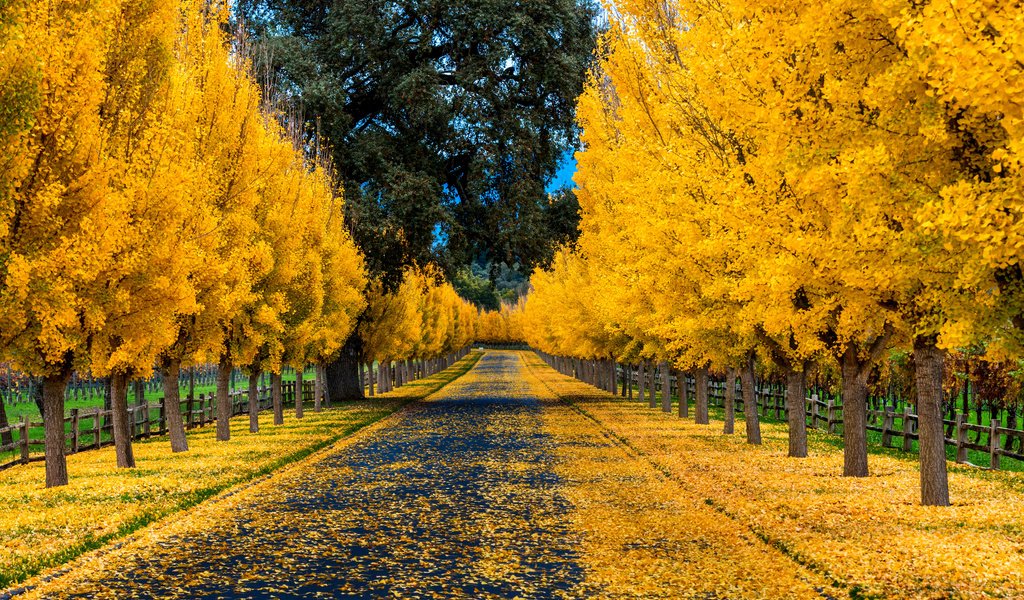 Обои дорога, деревья, природа, листья, парк, осень, забор, аллея, road, trees, nature, leaves, park, autumn, the fence, alley разрешение 3840x2400 Загрузить