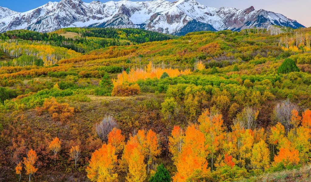 Обои деревья, горы, склон, осень, сша, колорадо, аспен, trees, mountains, slope, autumn, usa, colorado, aspen разрешение 1920x1227 Загрузить