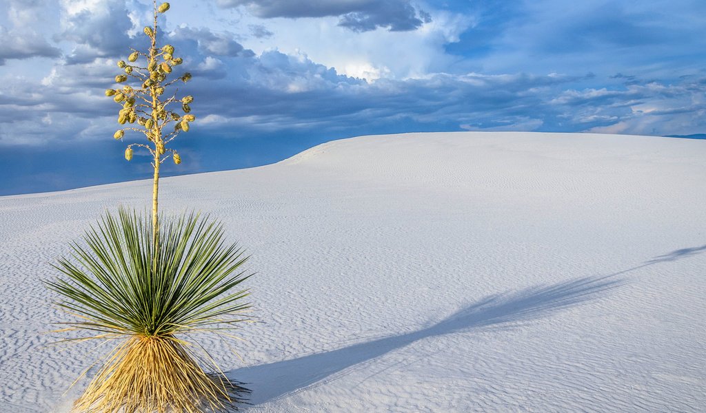 Обои пейзаж, песок, пустыня, растение, дюны, sanjay_bhat, пустныня, landscape, sand, desert, plant, dunes, pustina разрешение 1920x1200 Загрузить