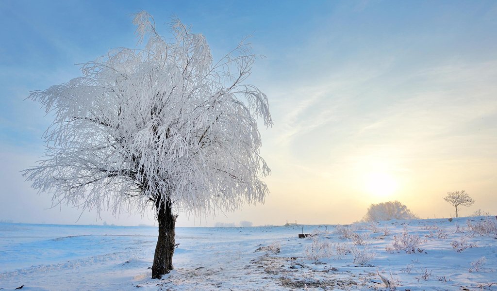 Обои снег, природа, дерево, зима, пейзаж, иней, jordache, snow, nature, tree, winter, landscape, frost разрешение 1920x1200 Загрузить