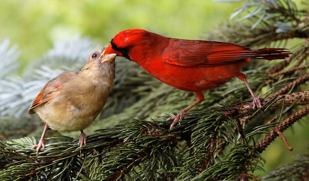 Обои природа, хвоя, ветки, птицы, клюв, кардинал, зяблик, nature, needles, branches, birds, beak, cardinal, chaffinch разрешение 1920x1200 Загрузить