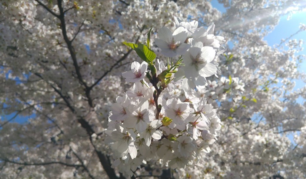 Обои дерево, цветение, ветки, весна, вишня, белые цветы, tree, flowering, branches, spring, cherry, white flowers разрешение 5312x2988 Загрузить