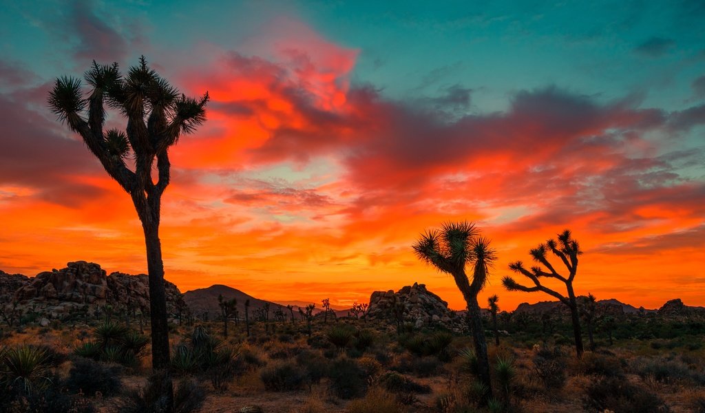 Обои небо, облака, деревья, скалы, закат, joshua tree national park, the sky, clouds, trees, rocks, sunset разрешение 6000x4000 Загрузить