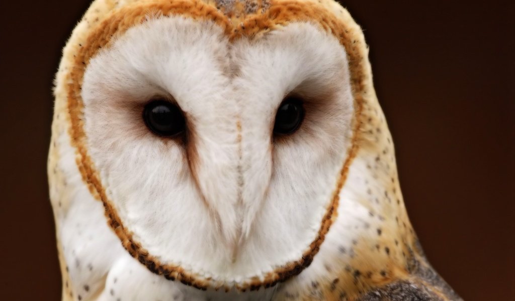 Обои сова, фон, взгляд, птица, сипуха, owl, background, look, bird, the barn owl разрешение 2560x1920 Загрузить