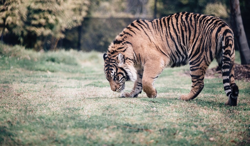Обои тигр, морда, природа, взгляд, хищник, дикая кошка, tiger, face, nature, look, predator, wild cat разрешение 5472x3236 Загрузить