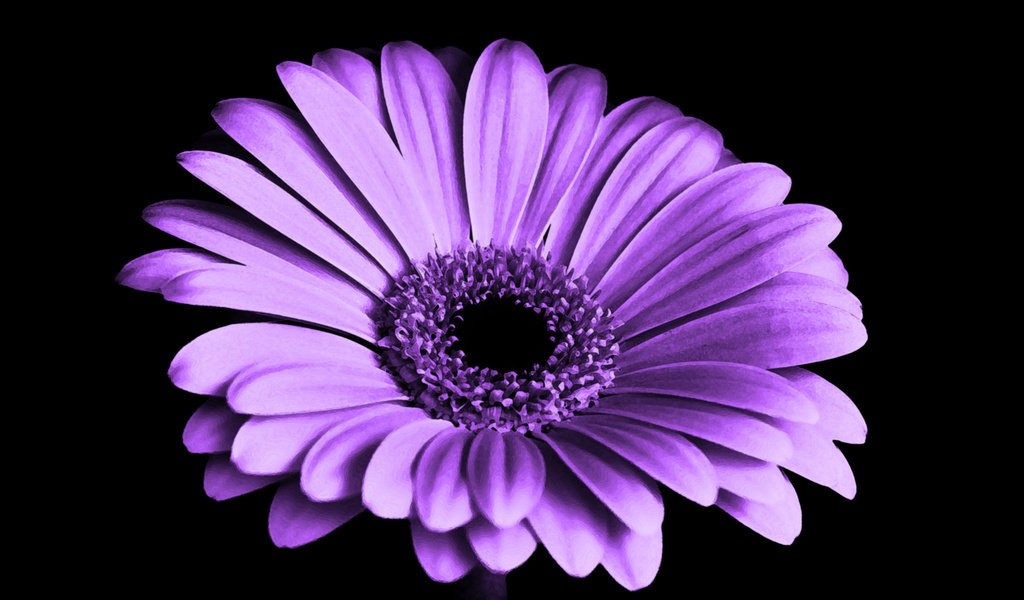 Обои цветок, лепестки, черный фон, гербера, маргаритка, flower, petals, black background, gerbera, daisy разрешение 3840x2400 Загрузить