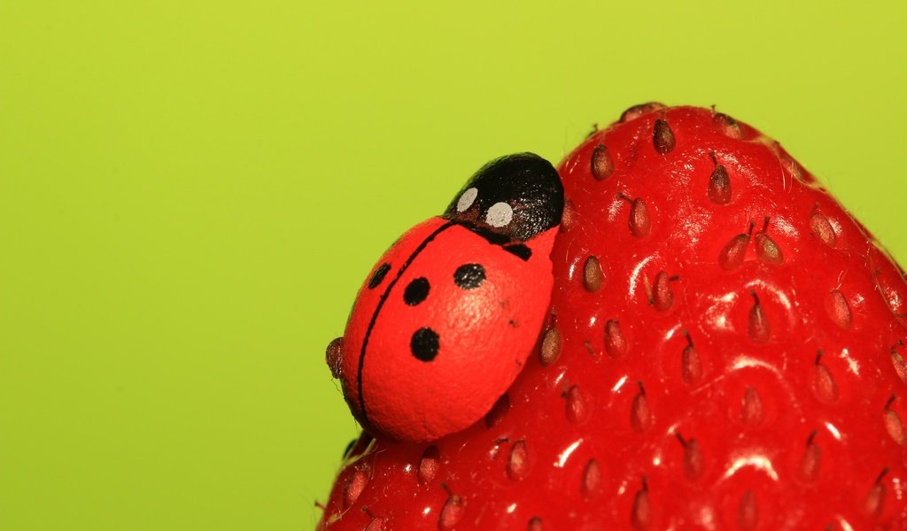 Обои насекомое, ягода, клубника, божья коровка, insect, berry, strawberry, ladybug разрешение 2048x1365 Загрузить