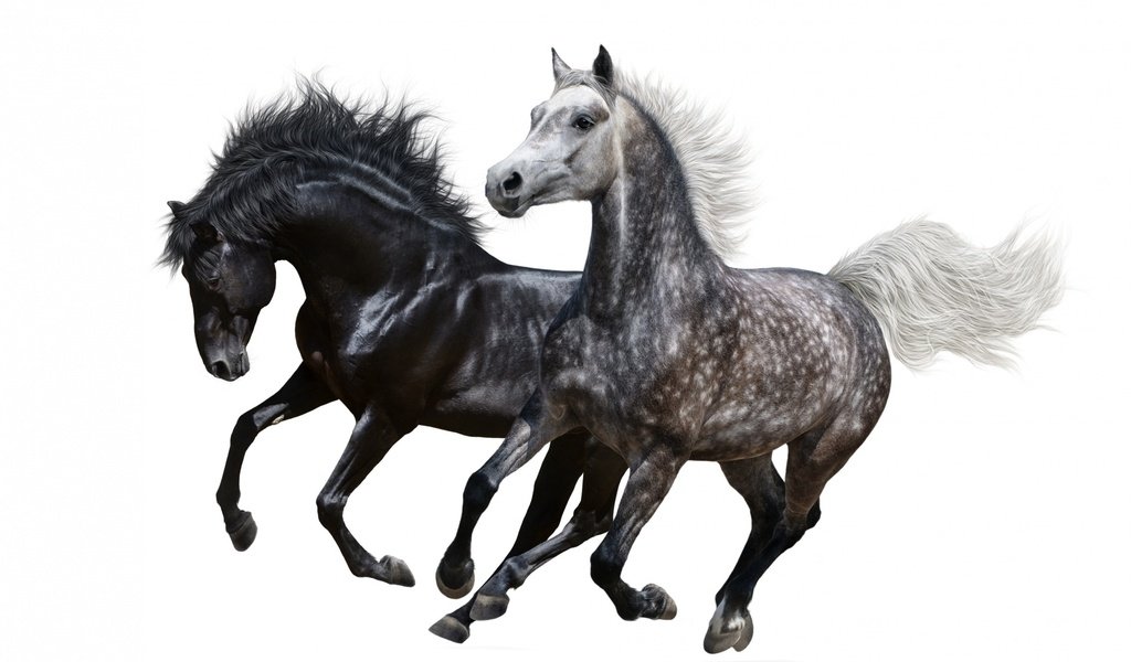 Обои пара, белый фон, лошади, кони, грива, бег, pair, white background, horse, horses, mane, running разрешение 1920x1264 Загрузить