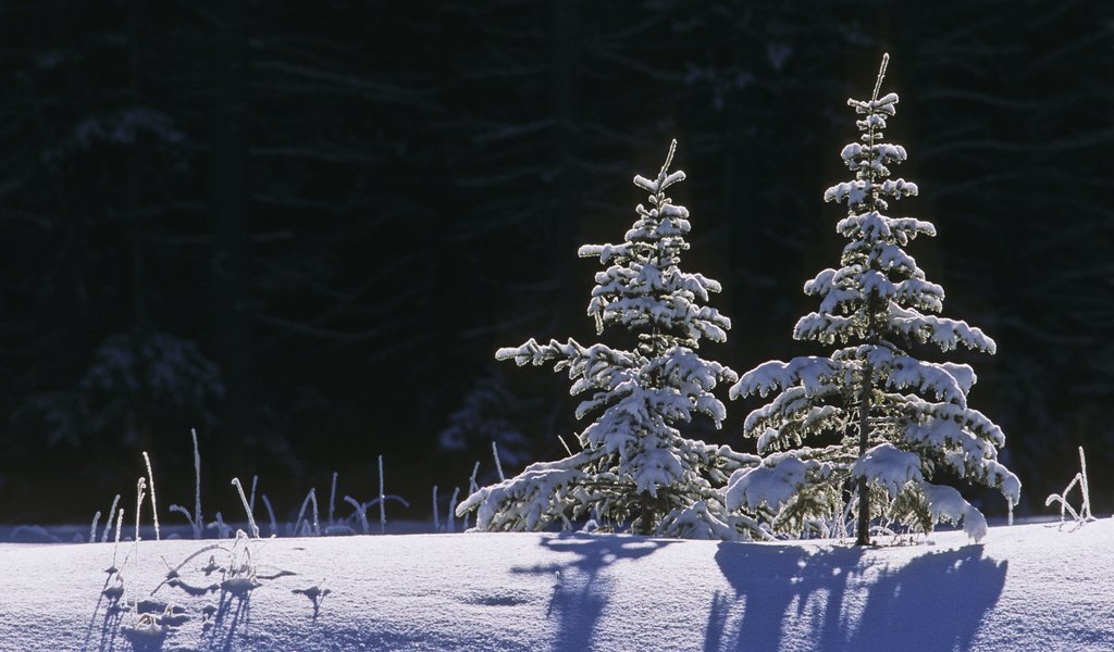 Обои снег, природа, зима, пейзаж, snow, nature, winter, landscape разрешение 1920x1080 Загрузить