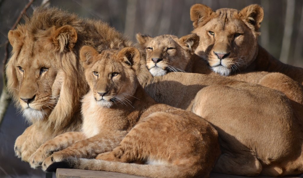 Обои семья, лев, львица, зоопарк, детеныши, большой кот, сафари, family, leo, lioness, zoo, cubs, big cat, safari разрешение 4068x2492 Загрузить