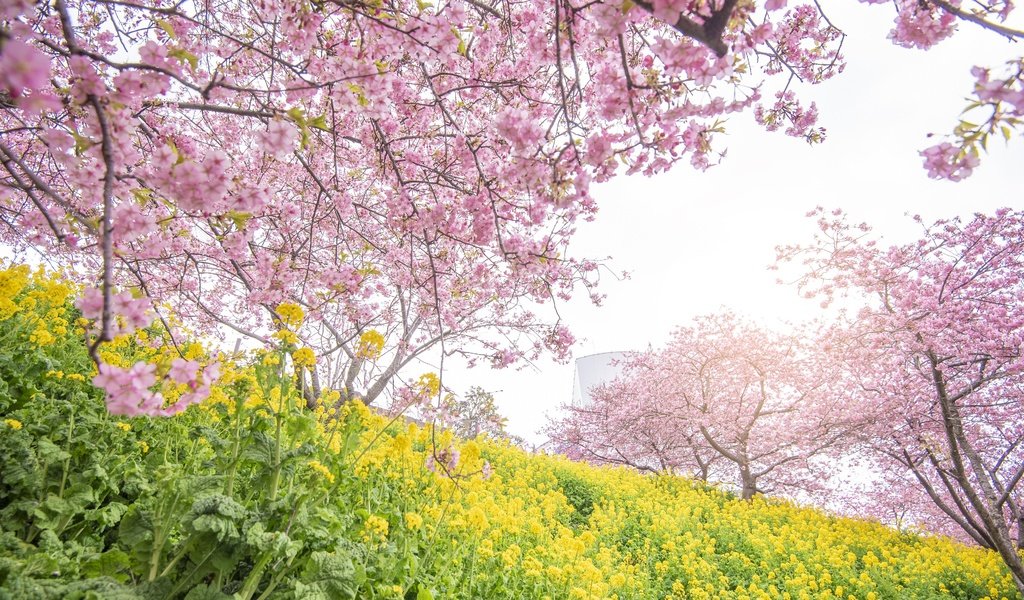 Обои цветы, цветение, парк, весна, сакура, flowers, flowering, park, spring, sakura разрешение 4000x2250 Загрузить