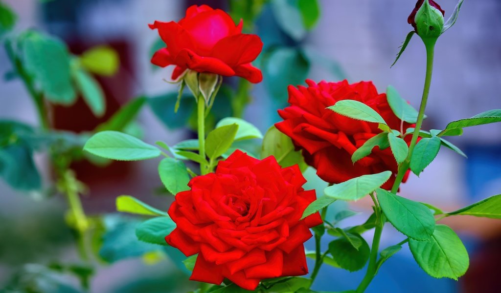 Обои цветы, розы, красные, flowers, roses, red разрешение 5184x3456 Загрузить