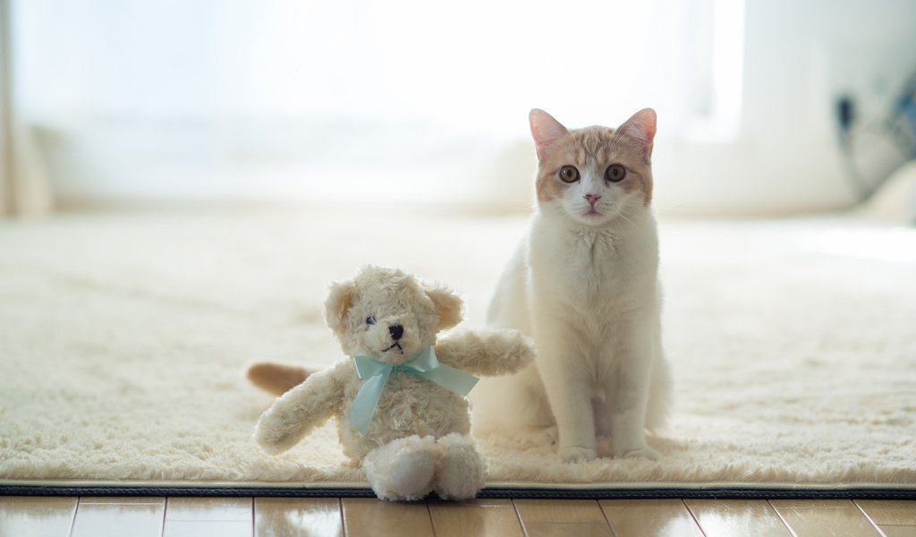 Обои кот, benjamin torode, ханна, плюшевая игрушка, cat, hannah, plush toy разрешение 2048x1365 Загрузить
