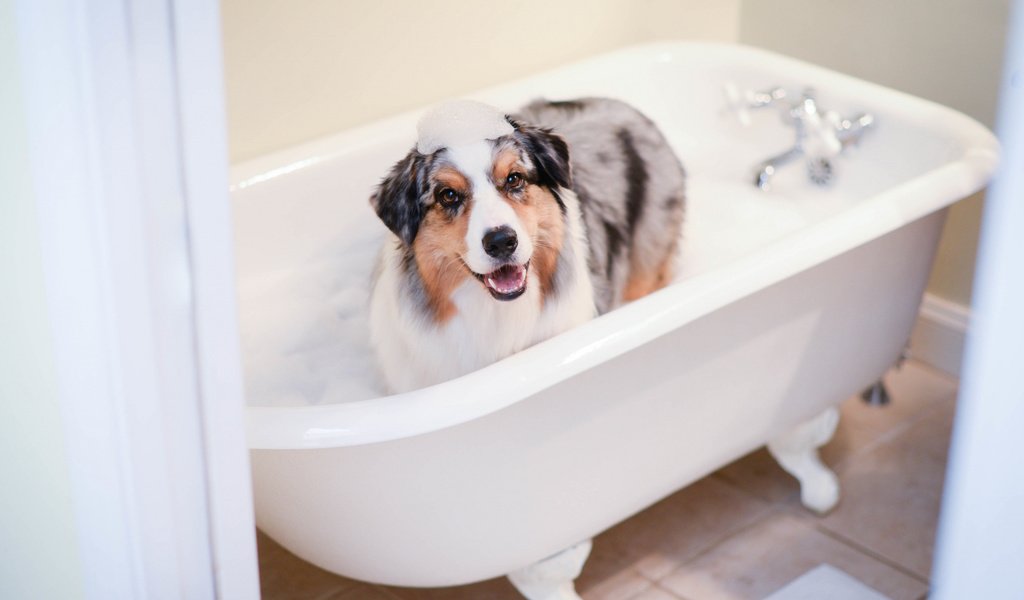 Обои взгляд, собака, друг, пена, ванна, look, dog, each, foam, bath разрешение 2112x1188 Загрузить