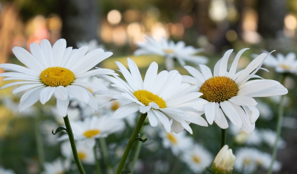 Обои цветы, ромашки, белые, клумба, боке, flowers, chamomile, white, flowerbed, bokeh разрешение 3600x2400 Загрузить