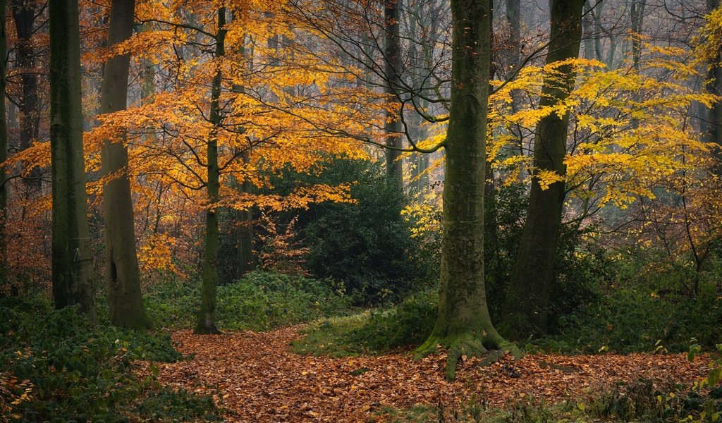 Обои деревья, лес, осень, германия, опавшая листва, trees, forest, autumn, germany, fallen leaves разрешение 2048x1152 Загрузить