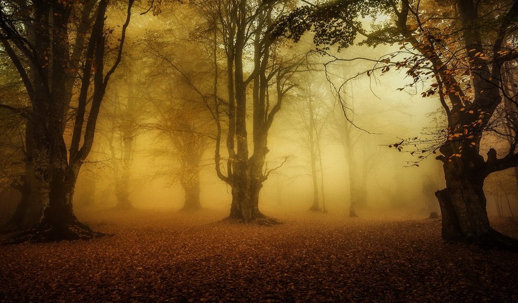 Обои деревья, лес, туман, листва, осень, trees, forest, fog, foliage, autumn разрешение 3840x2160 Загрузить
