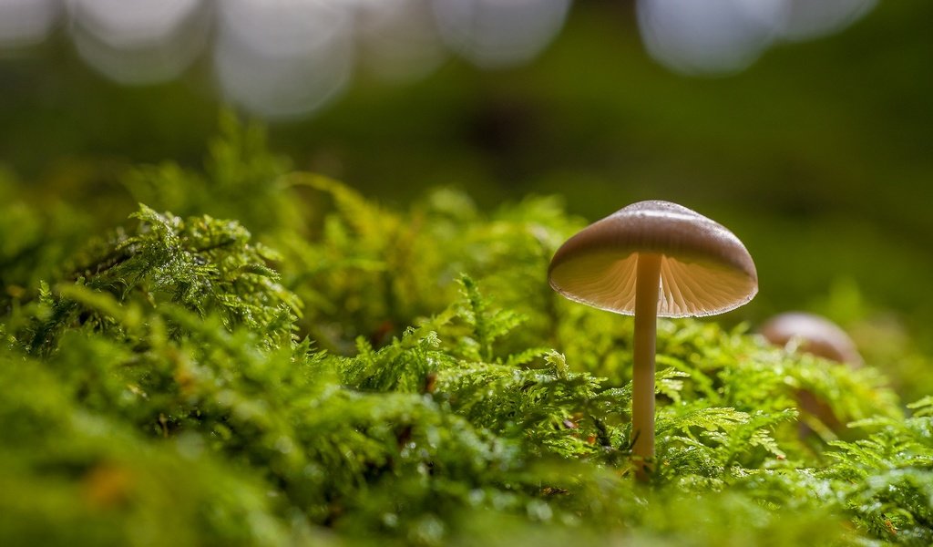 Обои гриб, мох, боке, mushroom, moss, bokeh разрешение 2048x1365 Загрузить
