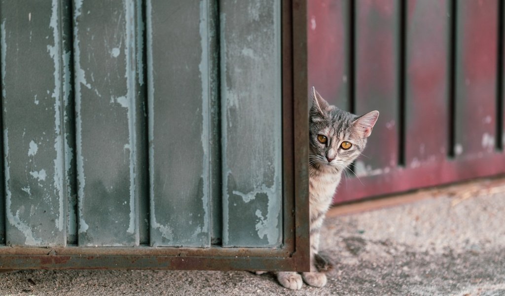 Обои кошка, забор, ворота, cat, the fence, gate разрешение 2026x1254 Загрузить