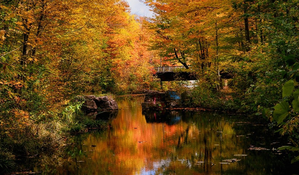 Обои лес, парк, мост, осень, пруд, forest, park, bridge, autumn, pond разрешение 3072x2048 Загрузить